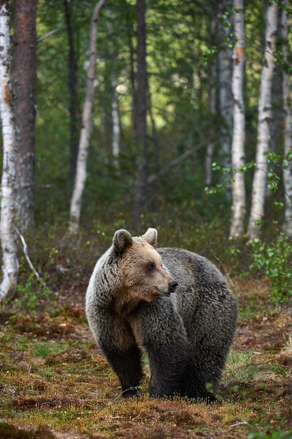 Urso na floresta
