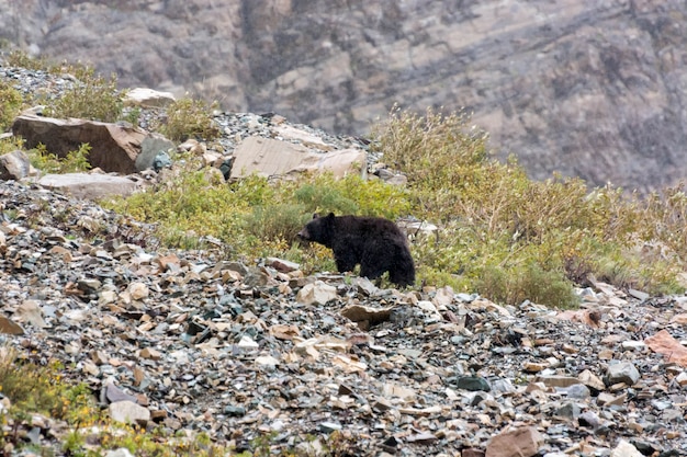 Urso negro americano (Ursus americanus)