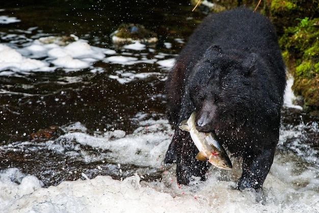 Urso negro comendo um salmão no Alasca