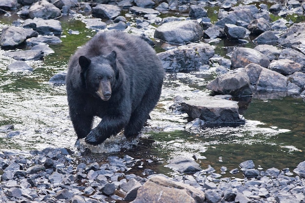 Urso Negro isolado ao atravessar o rio