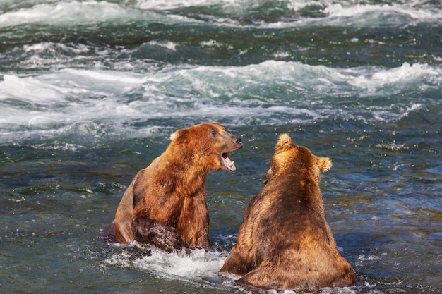 Urso no Alasca