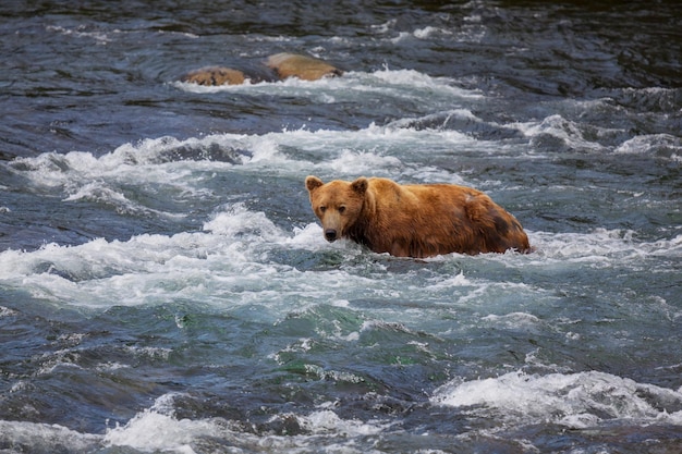 Urso no alasca