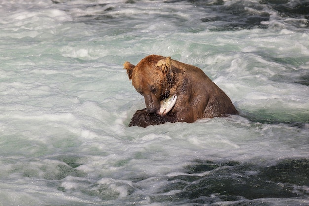 Urso no Alasca