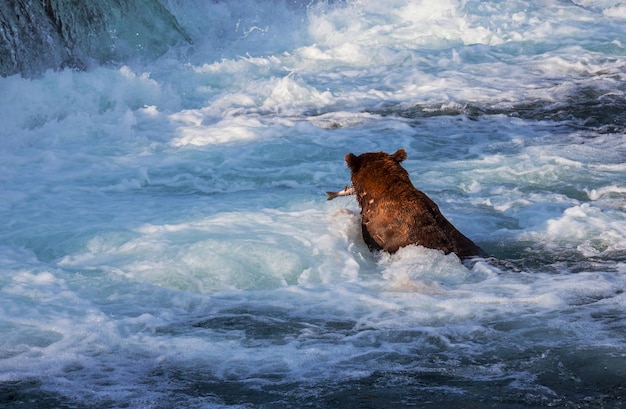 Urso no Alasca