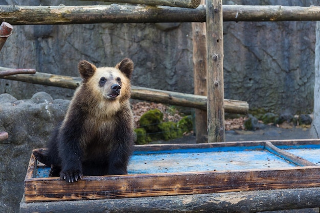 Urso no parque zoológico