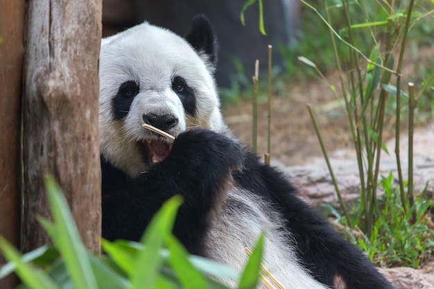 Urso panda comendo bambu.