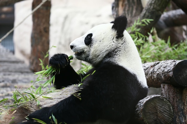 Urso panda comendo galhos verdes