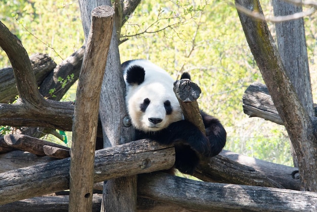 Urso panda deitado em uma árvore olhando para a câmera