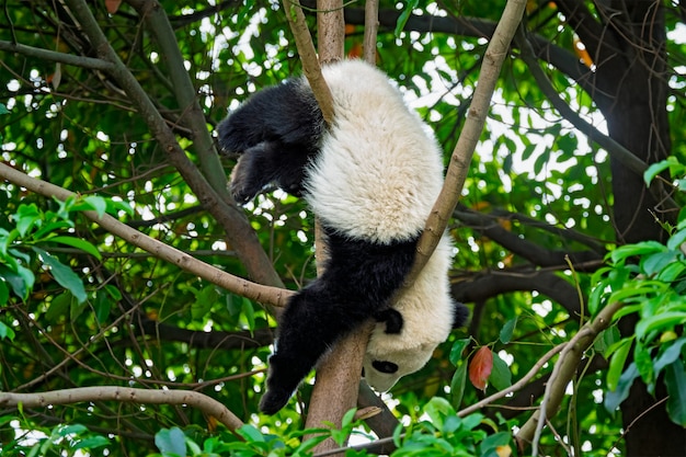 Urso panda gigante na china