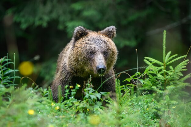 Urso-pardo adulto selvagem (ursus arctos) na floresta de verão