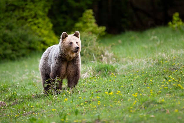 Urso pardo assistindo ao redor na encosta coberta com grama verde na primavera