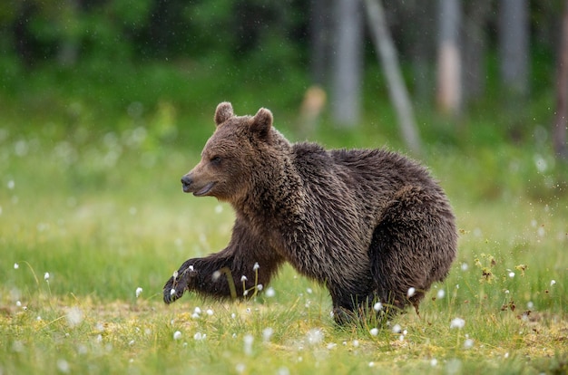 Urso-pardo caminhando por uma clareira na floresta