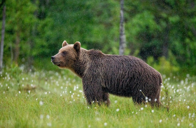 Urso-pardo caminhando por uma clareira na floresta