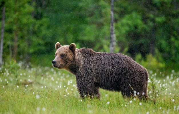 Urso-pardo caminhando por uma clareira na floresta