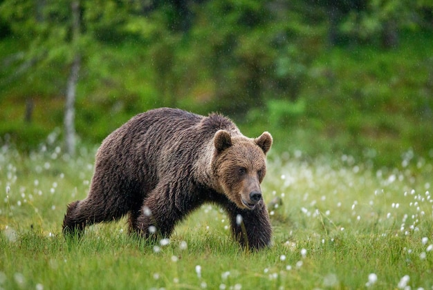 Urso-pardo caminhando por uma clareira na floresta