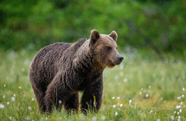 Foto urso-pardo caminhando por uma clareira na floresta