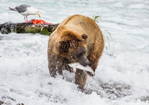 Urso pardo com salmão na boca