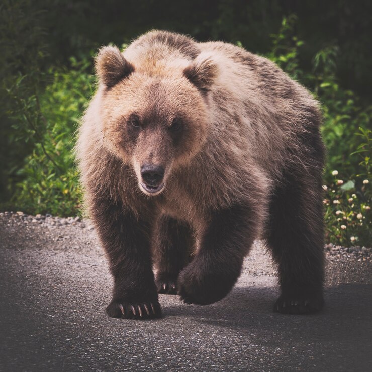 urso pardo com uma pata levantada se preparando para atacar e olhando a câmera em tons vintage