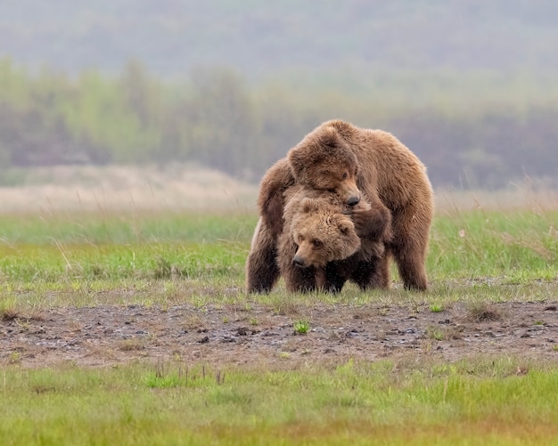 Foto urso-pardo da península do alasca ou urso-pardo costeiro brincando