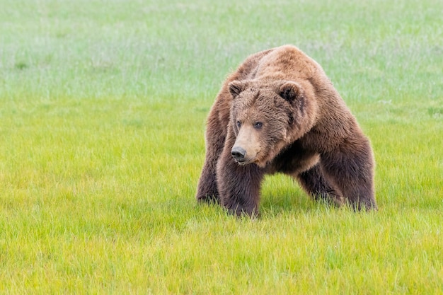 Foto urso-pardo da península do alasca ou urso-pardo costeiro