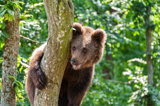 Urso-pardo em uma árvore na floresta. Natureza selvagem.