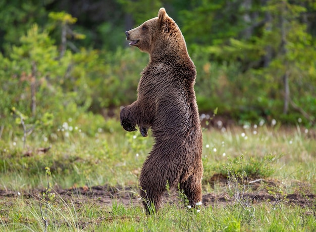 Urso-pardo em uma clareira na floresta está de pé nas patas traseiras