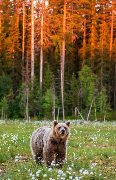 Urso-pardo em uma clareira tendo como pano de fundo uma floresta deslumbrante com o pôr do sol