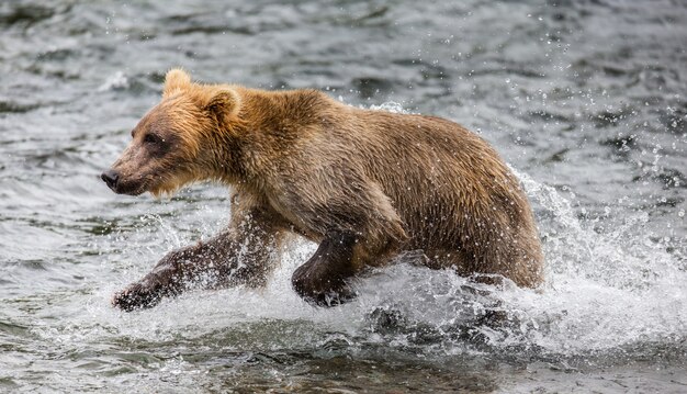 Urso-pardo está caminhando ao longo do rio. EUA. Alasca. Parque Nacional de Katmai.