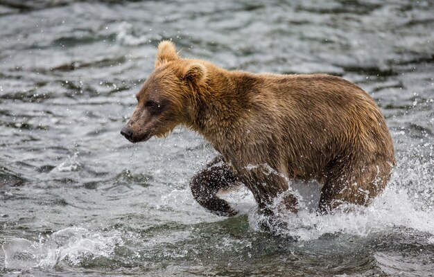 Urso-pardo está caminhando ao longo do rio. EUA. Alasca. Parque Nacional de Katmai.