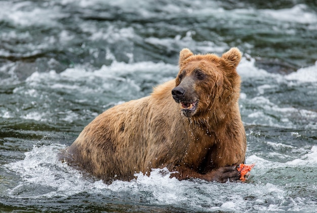 Urso-pardo está comendo salmão no rio no Parque Nacional de Katmai, Alasca, EUA