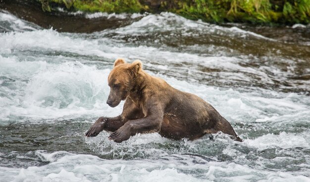 Urso-pardo está correndo na água do rio