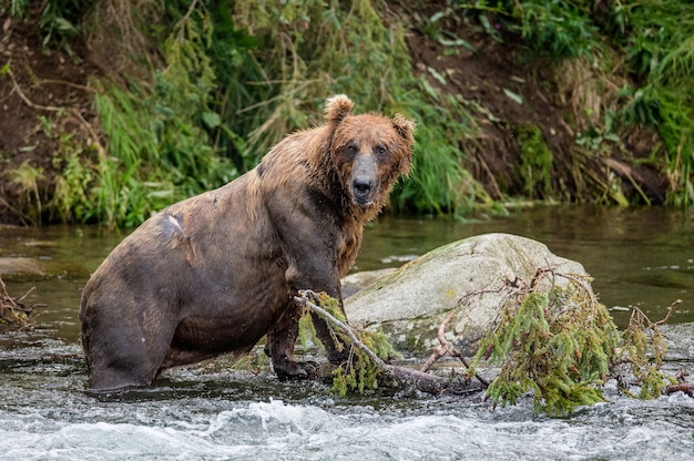 Urso-pardo está parado em uma rocha no meio do rio em um fundo de uma paisagem deslumbrante no Parque Nacional de Katmai, Alasca, EUA