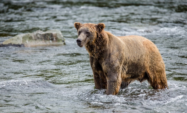 Urso-pardo está parado no rio no Parque Nacional de Katmai, Alasca, EUA