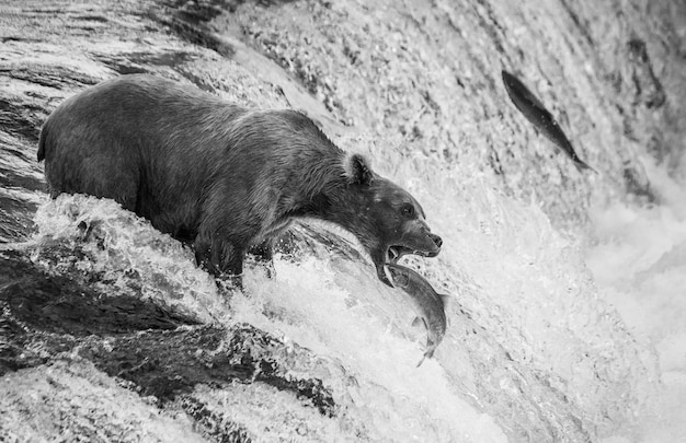 Urso-pardo está pegando um salmão no rio. EUA. Alasca. Parque Nacional de Katmai.