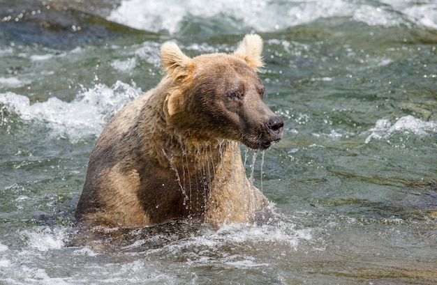 Urso-pardo está sentado no rio no Parque Nacional de Katmai, Alasca, EUA