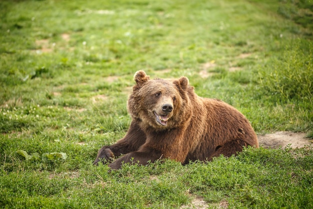 urso pardo europeu