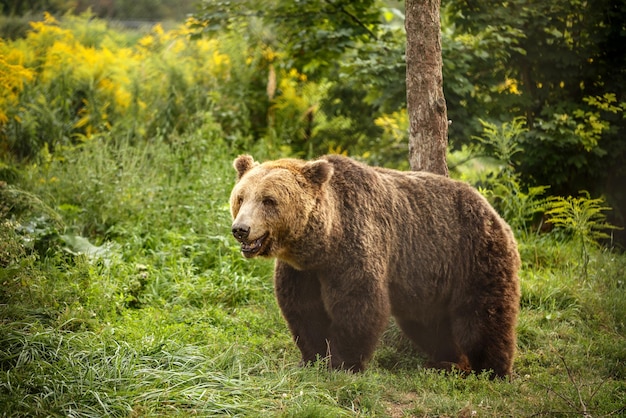 urso pardo europeu