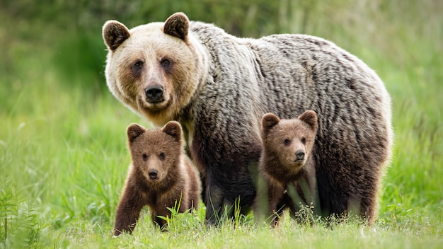 Foto urso-pardo fêmea protetora perto de seus dois filhotes