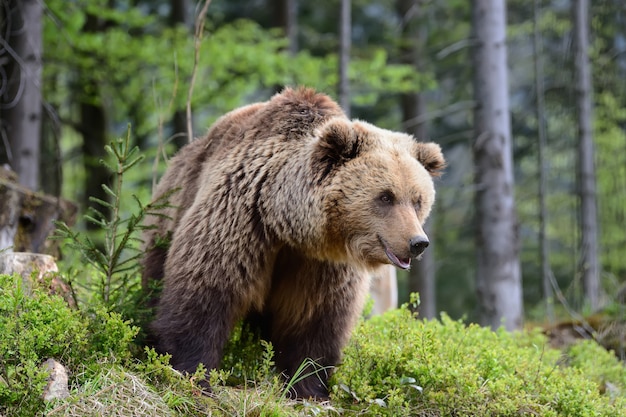 Urso-pardo grande na floresta no verão