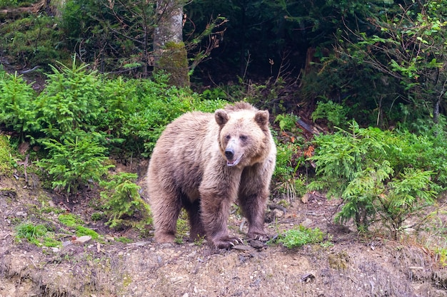 Urso-pardo (latim Ursus Arctos) na floresta em um fundo de vida selvagem.