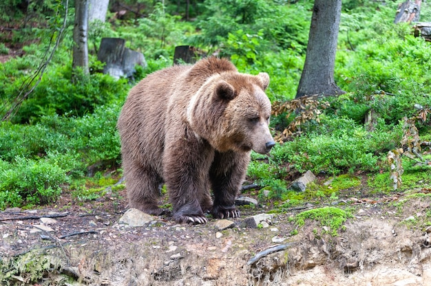 Urso-pardo (latim ursus arctos) na floresta em um fundo de vida selvagem.