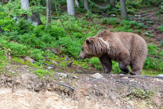 Urso-pardo (latim Ursus Arctos) na floresta em um fundo de vida selvagem.