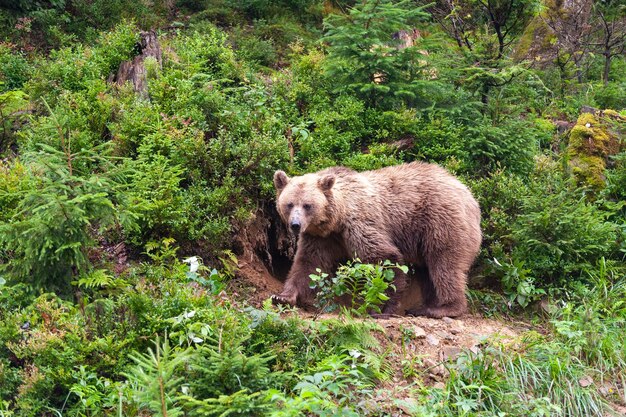 Urso pardo Latin Ursus Arctos na floresta em um fundo de vida selvagem