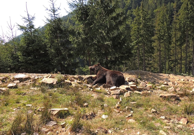 Urso-pardo maciço descansando em seu habitat natural