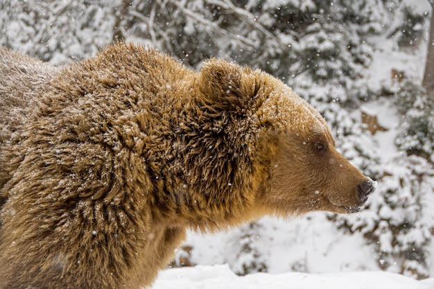 Urso-pardo na floresta de inverno