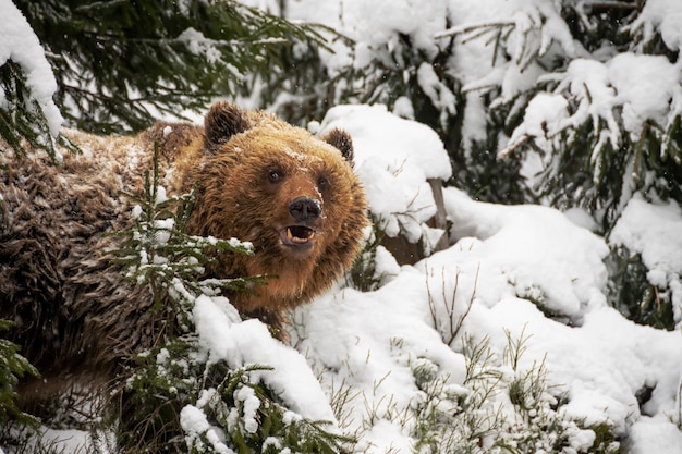 Urso-pardo na floresta de inverno