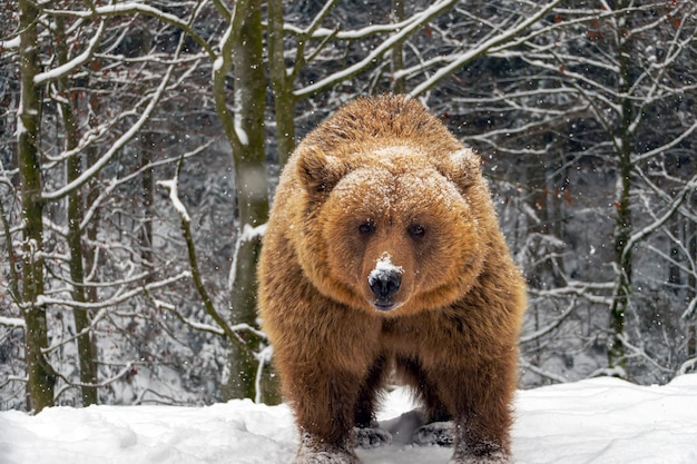 Urso-pardo na floresta de inverno