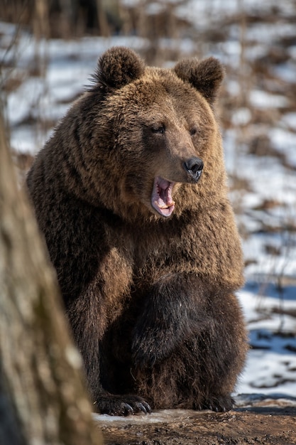 Foto urso-pardo na floresta de perto. cena da vida selvagem da natureza da primavera. animal selvagem no habitat natural