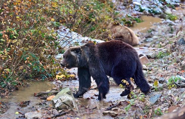 Foto urso-pardo nas montanhas dos cárpatos. ucrânia