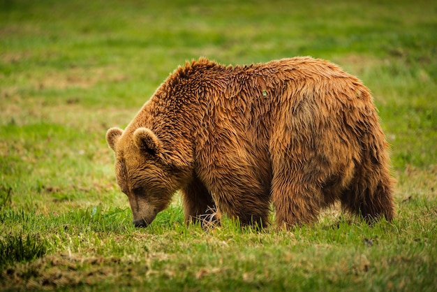 Urso-pardo no campo gramado